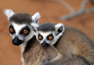 Lemur túra