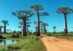 Baobab túra