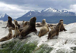 CHARLES DARWIN NYOMÁBAN, PATAGÓNIÁBAN